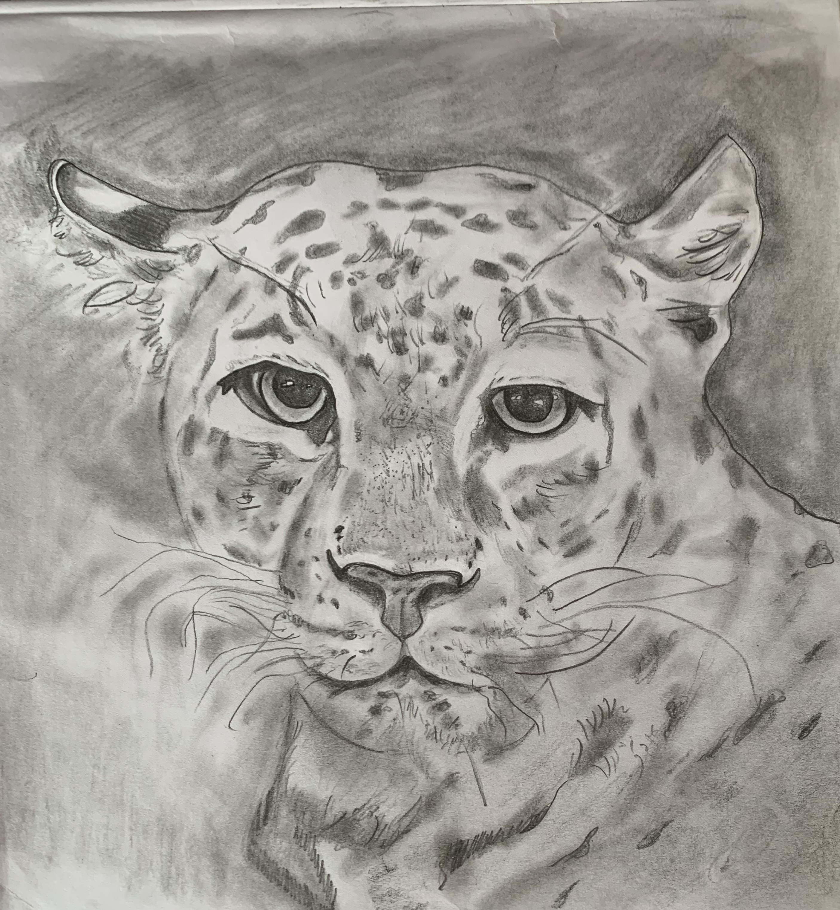 original student sketch for new mascot hand drawn sketch of a black panther used to create Metro Panthers mascot