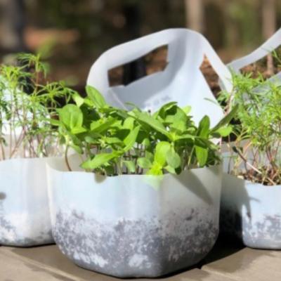 Native Seeds Over Winter.jpg Milk jugs cut in half with plants growing in them