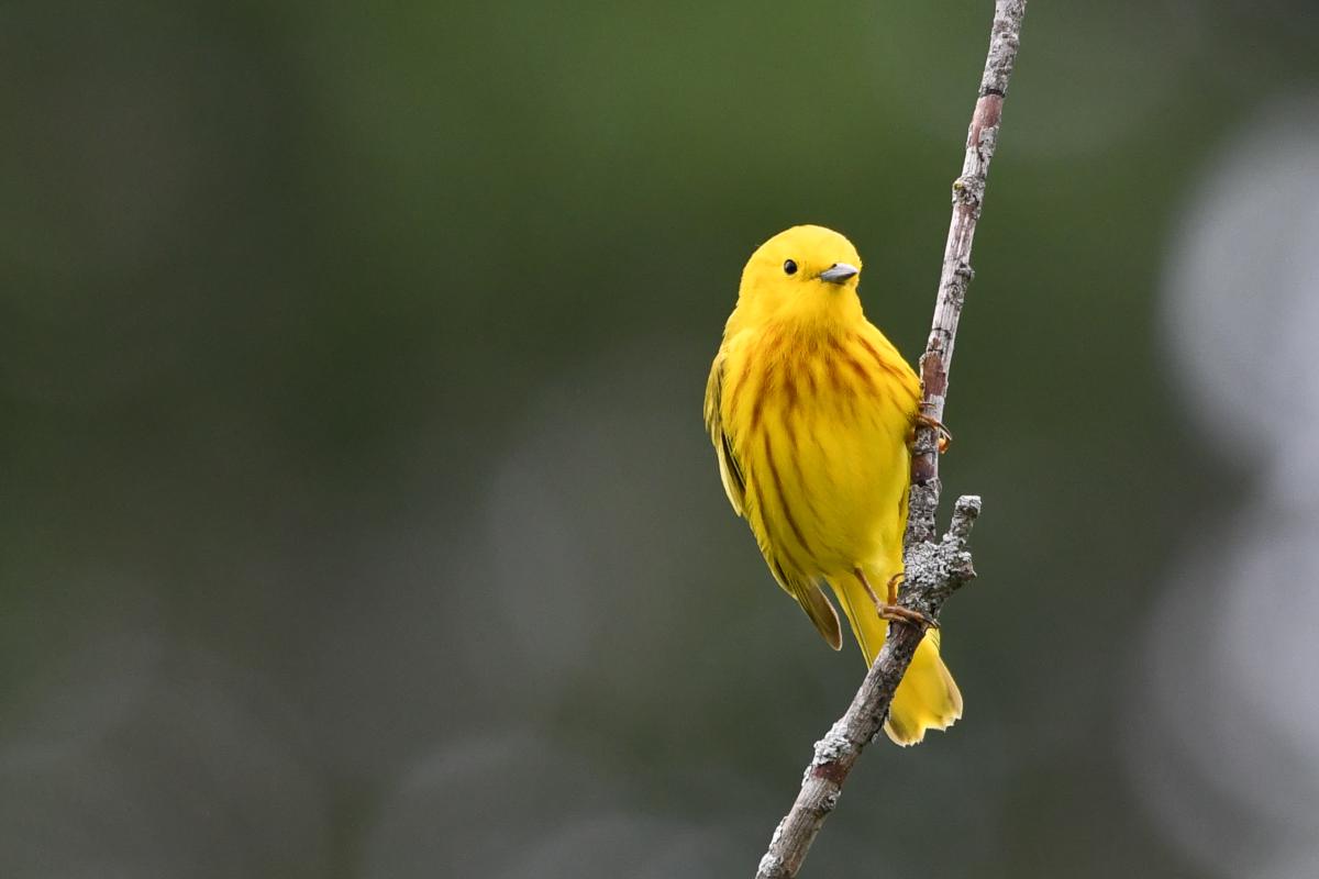 Yellow Warbler photographed by Michael Asher from the Feminist Bird Club Madison Wisconsin