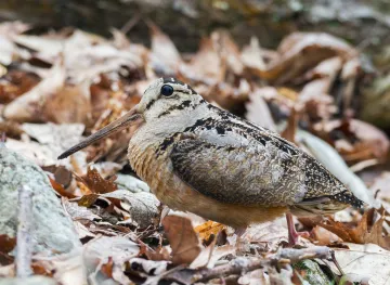 American Woodcock in leaf litter American Woodcock in leaf litter