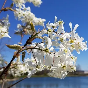 A branch of Allegheny serviceberry with white blossoms A branch of Allegheny serviceberry with white blossoms