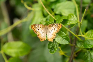 butterfly butterfly