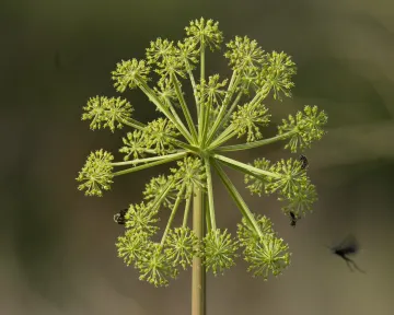photo of an Angelica plant photo of an Angelica plant
