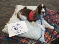 Read to a dog at Madison Public Library