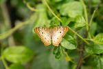 butterfly butterfly