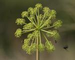 photo of an Angelica plant photo of an Angelica plant
